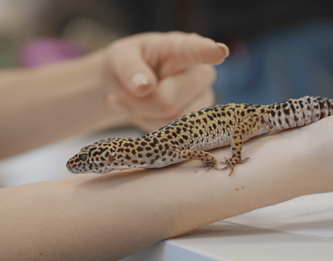 6TH - Animal Management - 5